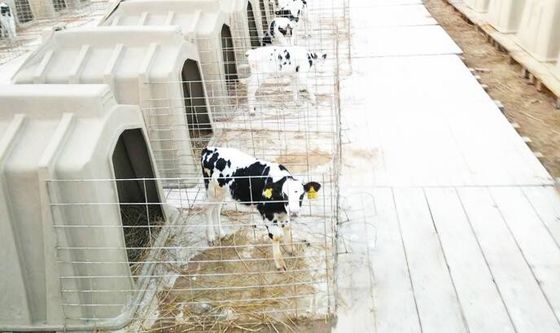 PET 50kg Plastikkalb-Schutz