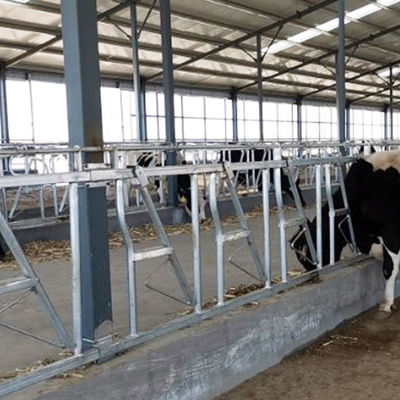 Hauptverschluß der Kuh-0.4m/Cow