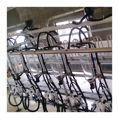Parallele Linien 20T-/Hfischgrätenmuster-Melkwohnzimmer-automatische Milch-Maschine