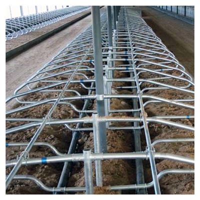 Simplex-ergonomische verbiegende Kuh-landwirtschaftliche Maschine-Vieh-freie Ställe
