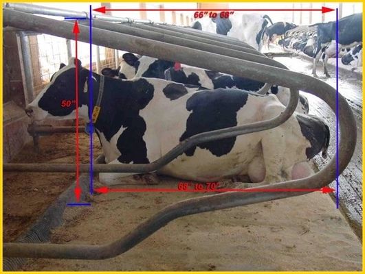 Kopf-an-Kopf- Art 1.30m/cow zäunen Cattle Free Stall mit veränderbarer Längeein