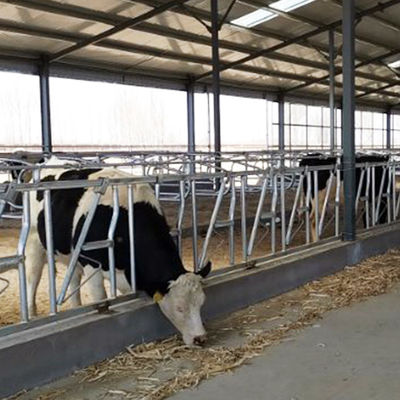 Hauptverschluß der Kuh-0.4m/Cow