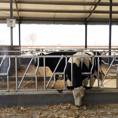 Hauptverschluß der Kuh-0.4m/Cow