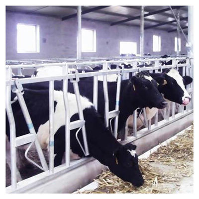 Hauptverschluß der Kuh-1.2m/Cow