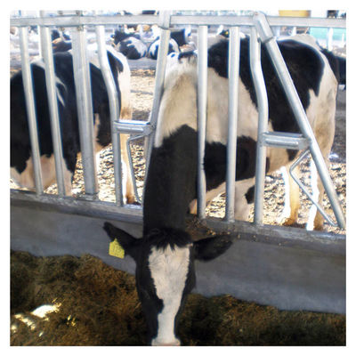 Hauptverschluß der Kuh-1.2m/Cow