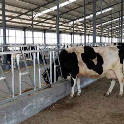 Heißes Bad-galvanisiertes Kuh-Hauptverschluss-Molkereisafe und starker Bauernhof-Fütterungsausrüstung