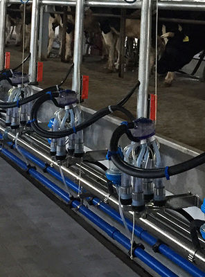 Milchkuh-automatischer Fischgrätenmuster-Melkwohnzimmer-heißes Bad-galvanisierter Rahmen