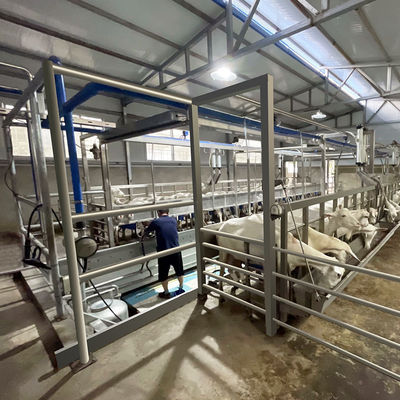 Fischgrätenmuster-Melkwohnzimmer-Futtertrog-schnelle Ausgangs-Art Rohrleitung der Ziegen-SUS304