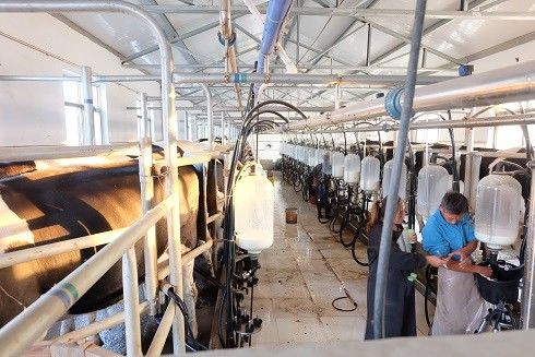 Wohnzimmer des Fischgrätenmuster-SS304, das System-Milchkuh-Ausrüstung milk