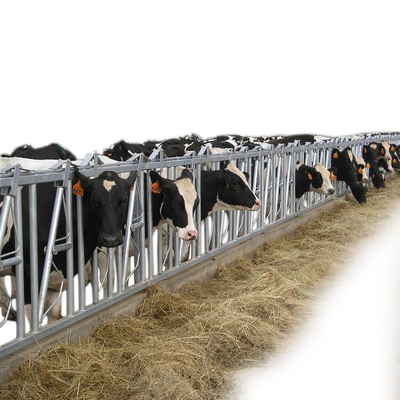 Flexibles Vieh schüchtert Hauptverschluss-Molkerei-Erhöhungs-Ausrüstungs-Molkereifütterungsausrüstung ein
